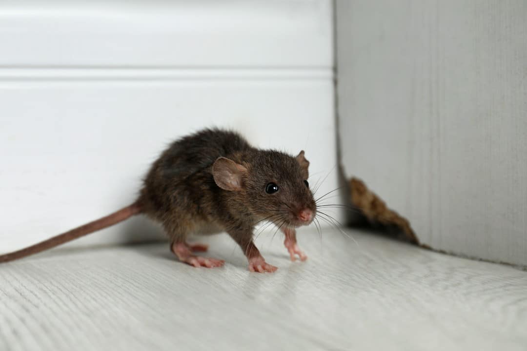 mysz